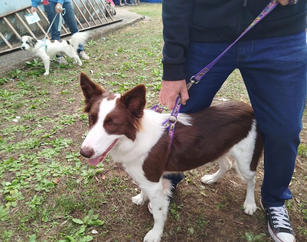 Mutirão de castração e ação educativa marcaram o sábado (12/07) em Itirapina